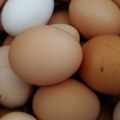 Cena jaja u Hrvatskoj je paprena u poslednjih godinu dana poskupela duplo više nego u EU