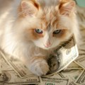 Mačka Tejlor Svift je bogatija od njenog dečka, ona je prava milionerka