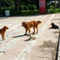 Smrtonosni otrov pobacan po kragujevačkom naselju Ima mrtvih pasa, a opasnost preti i deci i ljudima