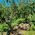 Kragujevac formirao komisije za procenu štete na poljoprivrednim usevima