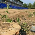 (FOTO) Isečeno nekoliko stabala zbog izgradnje podzemne garaže „Skerlićeva“