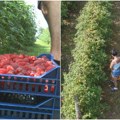 Berba malina pred vratima, a cena još maglovita Šta se dešava u Arilju?