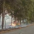 FOTO: Upaljena stabla na putu kod Srbobrana – oštećen deo drvoreda