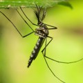 Pala je 'tvrđava' Island: Prvi put se pojavili komarci
