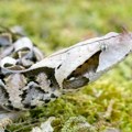(Foto) Najjača zmija otrovnica u Evropi snimljena na Zlatiboru: Evo gde ih sve ima u Srbiji