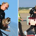 (Foto) Haland se vratio sa prepariranim rakunom: Norveška zvezda ponovo hit na internetu, sa Mundijala poneo originalni suvenir…