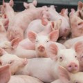 Afrička kuga u sedam okruga u Srbiji: Uginulo i eutanazirano skoro 30 hiljada svinja
