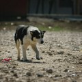 Užas kod Priboja: Čopor pasa napao majku sa dvoje male dece ispred vrtića