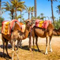 Две камиле из Египта стижу у Зоолошки врт у Јагодини