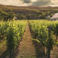 Crnogorske vinograde beru sezonski radnici iz Indije