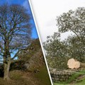 Uhapšen tinejdžer (16) jer je isekao najfotografisanije drvo u Britaniji: Platan poznat iz filma "Robin Hud"