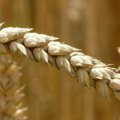 Rusija će i ove godine diktirati svetsku cenu pšenice