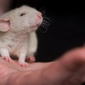 Miševima tokom eksperimenta slučajno izrasle noge umesto genitalija