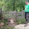 Psi lutalice prepolovili stado kod Nove Varoši
