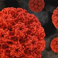 Kako HPV infekcija visokog rizika može dovesti do raka?