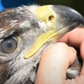 Ovo je srpski kralj neba i strogo zaštićena vrsta: Srpski suri orao odsad i pod satelitskim nadzorom! Pogledajte veličanstvenu…
