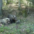 Opasnost na Perućcu, mečka sa tri mečeta se pojavljuje svakodnevno: "Nacionalni park Tara" izdao upozorenje