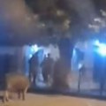 Nesvakidašnji prizor u Novom Slankamenu: Prošetala ulicom kao gospođa, građani trljali oči u neverici