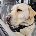 Ово је Милена, полицијски пас из Врања! Не мази се и не дрема по цео дан, вредно ради по сменама (фото)