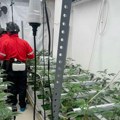 U stanovima na Zvezdari otkrivene dve laboratorije za proizvodnju marihuane, uhapšena jedna osoba