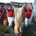 Zašto se svinjokolj ipak isplati: Svinja od 150 kilograma 48.000 dinara, a kupovina parčeta mesa, pršute, slanine ili…
