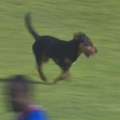 Pas prekinuo utakmicu Kupa Srbije u Kragujevcu! Uleteo na teren i veselo protrčao preko "Čika Dače"
