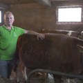 "Ispunio sma dečački san": Goran iz Ivanjice kupio 16 krava pa napravio veselje za 300 ljudi: Pozvao i popa da mu osvešta…