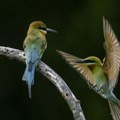 Kina objavlila ažuriranu bazu podataka o biodiverzitetu