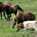 Izbio veliki požar u ergeli konja: Stradalo više od 70 grla