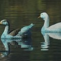 (FOTO) Guske i ribe poplavele nakon izlivanja hemikalije u reku