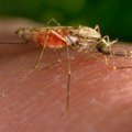 "Apsolutno nema mesta za paniku": Analitičarka ističe da je pojava virusa Zapadnog Nila očekivana za ovaj period