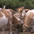 Krave i konji na suvoj planini žedni, vraća se cisterna: Presušio izvor Rakoš sa kog se poji 1.000 grla stoke (foto)