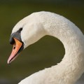 Labud poremetio saobraćaj na pruzi u Glazgovu