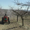 Voćari trpe velike gubitke