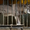 Dete povređeno nakon prilaska vukovima u zoo-vrtu: Provuklo ruku kroz ogradu