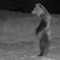 Nesvakidašnji prizor, medved patrolira selom usred noći: Osvanuo neverovatan snimak koji je postao hit (video)