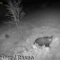 Najezda opasnih zveri po Srbiji! Kamera zabeležila neverovatan kadar: Susret sa njim može biti koban (snimak)