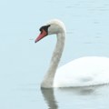 Vatrogasci iz Tovariševa spasili mladog labuda