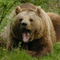 Аутобус усмртио медведа на магистрали у близини познатог ресторана