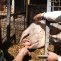 Humanitarni maskenbal u "Zoo kutku" - donacijama se obezbeđuje hrana za životinje