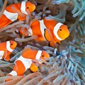 Opasnost, uljezi! Istraživanje pokazalo da ribe klovnovi mogu da prepoznaju svoje prijatelje, ali i neprijatelje i to na…