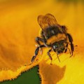 Apiterapija u Srbiji: Koliko je pčelinji otrov delotvoran po zdravlje