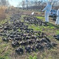 Stravičan prizor kod Kikinde – polja puna mrtvih ptica, sumnja se na trovanje