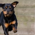 Kad ljubimac postane zver – ko je odgovoran i kolike su kazne