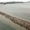U Koreji se dvaput godišnje bukvalno otvori more i prizor je nadrealan