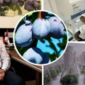 Genetsko blago Srbije čuva se na -196 stepeni Celzijusa: Povećana briga za autohtone sorte šljiva, ali i drugih voćnih vrsta…