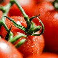 Naučnici u Kini razvili genetski modifikovan paradajz sa aromom kokica