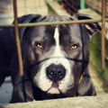 Pitbul preskočio ogradu, ubio psa, pa povredio dedu (86)! Haos na ulici u Knjaževcu