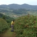 Zašto su važni prolećni radovi u malinjacima pre vegetacije