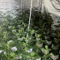 (Foto) Otkrivene dve laboratorije za proizvodnju marihuane na Zvezdari: Uhapšen muškarac (31)